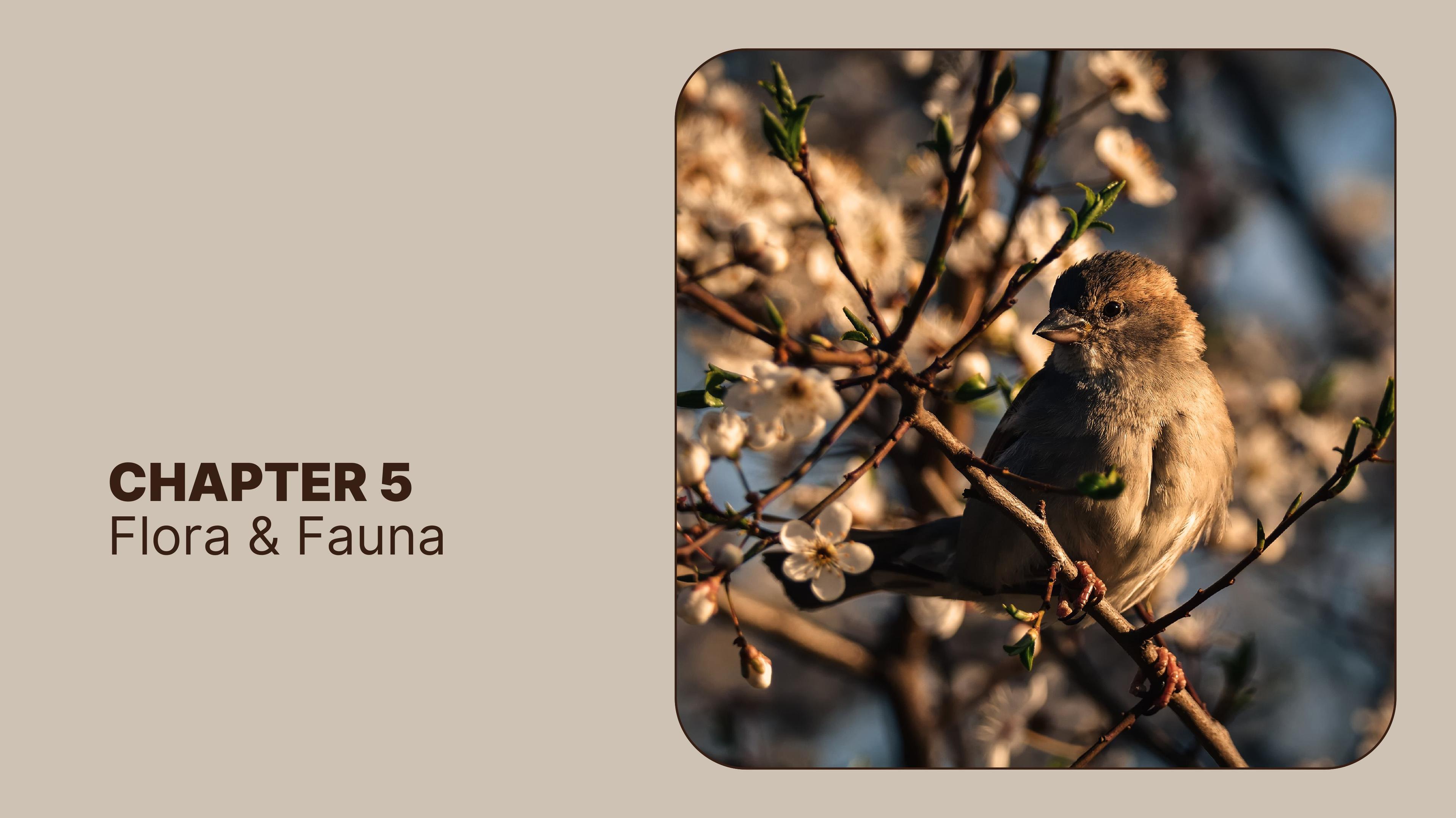 Chapter 5 Flora & Fauna-images-0.jpg